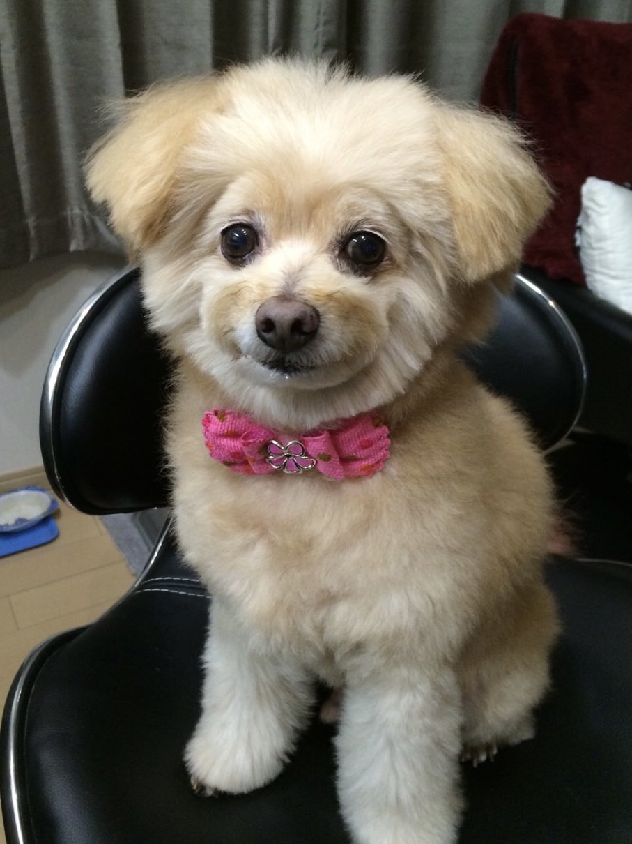 ミッキーカット Twitter Search Twitter