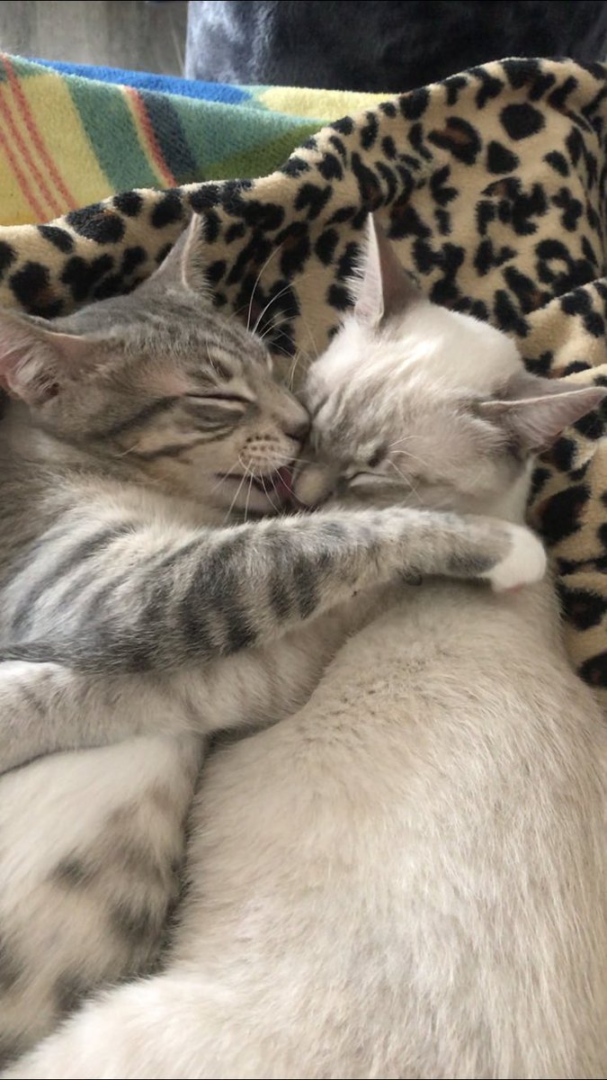 se han despertado de la siesta y se están dando los buenos días 🐱✨