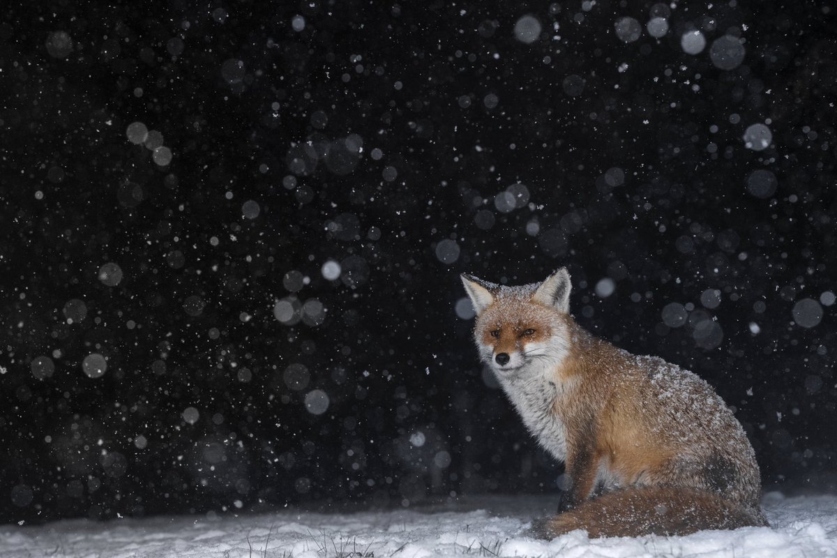 Red fox photographed at night during a snow shower. #snow #wildife #photography