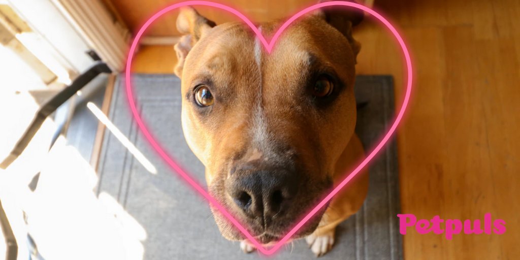 petpuls's tweet photo. Your dog wants to know: Woof you be my Valentine? https://t.co/36gkTTMXm8