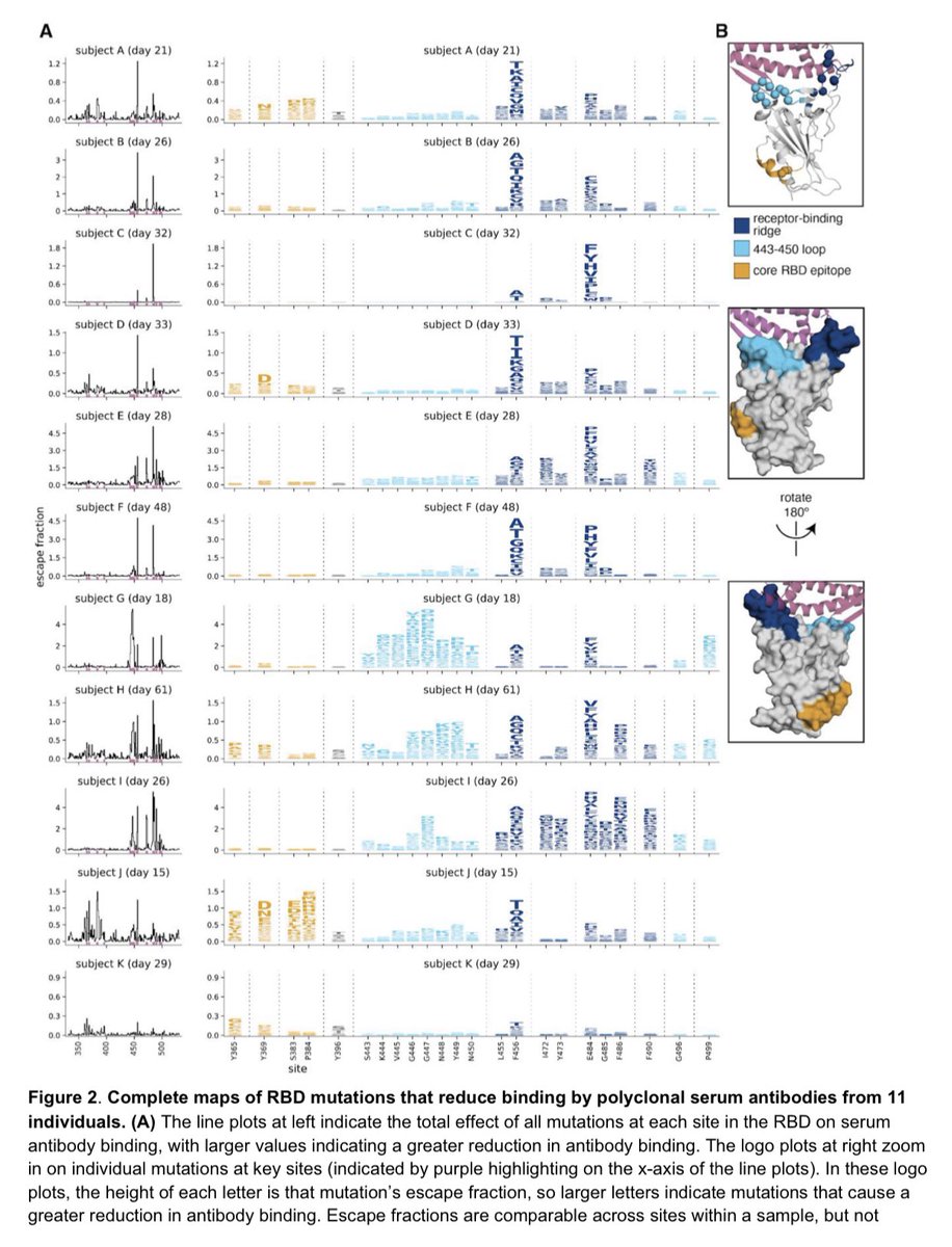 8) to be clear—not every variant has a high reinfection risk.  #B117 seems pretty responsive to pre existing antibodies (for most part) and vaccines so far held up well for B117. But  #B1351 is different because it has the E484K mutation. This one has frequent antibody escape