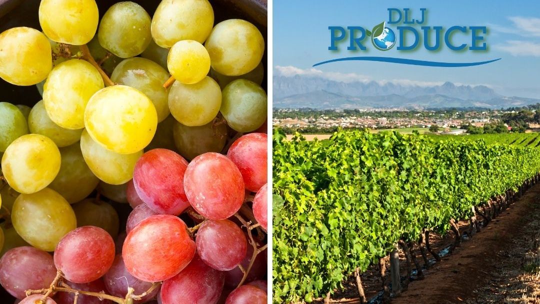 If you've never tasted the #DLJProduce #grapes, grab some at your local #grocer and taste the #freshness all year round!