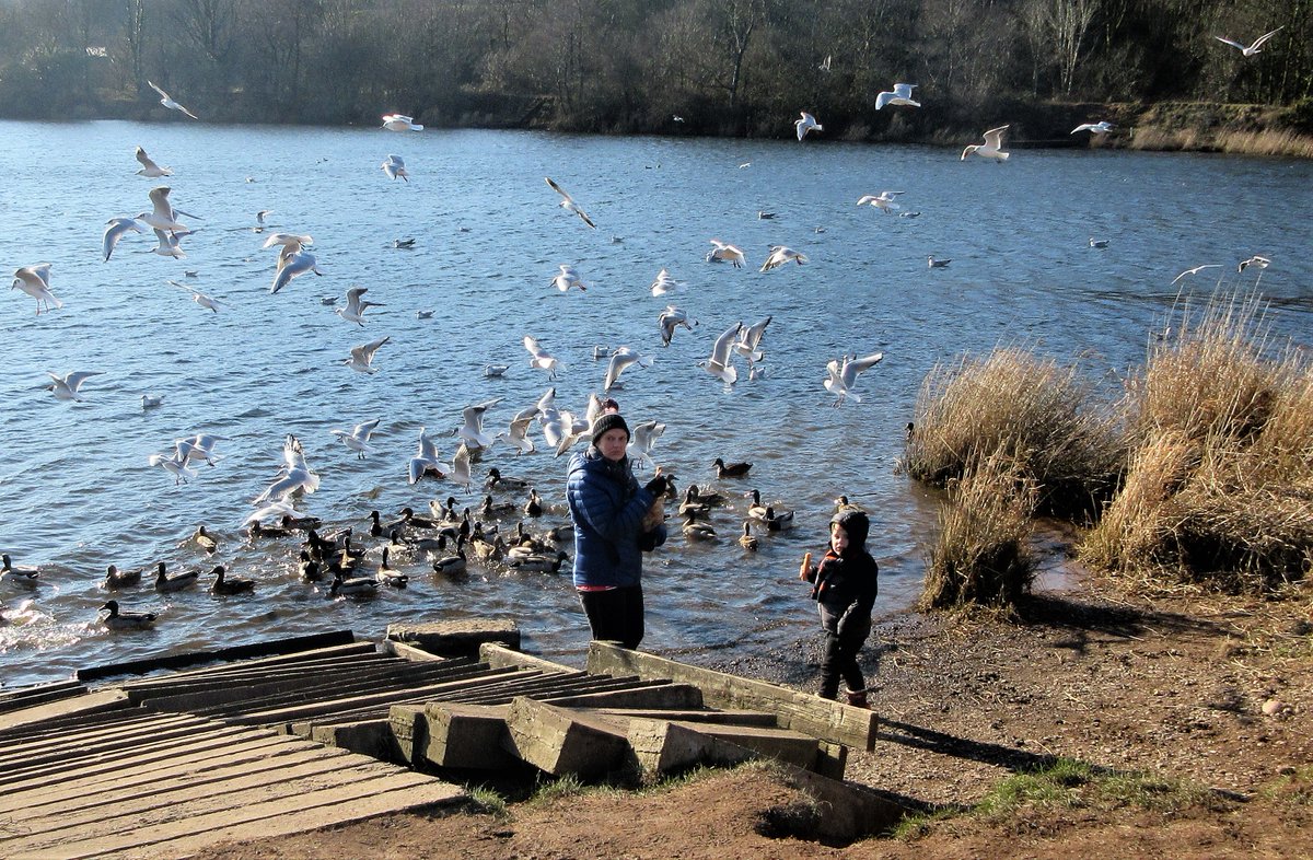 StanLeigh18's tweet photo. Low Level Exercise Walk - River Ehen &amp; Longlands Lake at #Cleator where iron ore was mined from 1879 to 1924
- River Ehen with Dent fell beyond
- Briscoemill Bridge
- Bird Parade, ready for a feed

'Nature reclaims her lanscape' - 4.8 miles/350' ascent walk by @viviennecrow2 https://t.co/wm7Jm6Qj53
