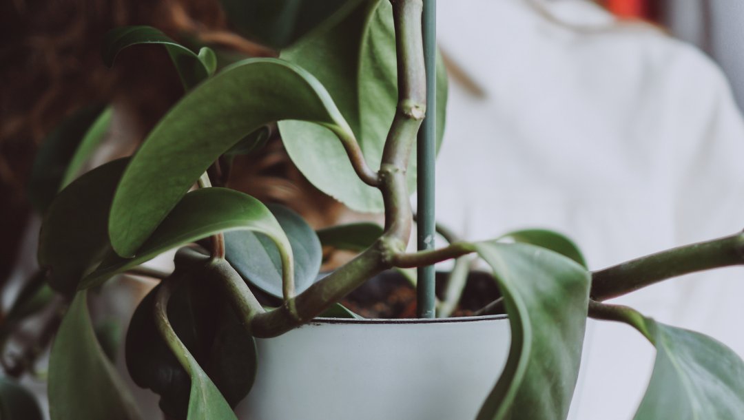 iliveeco's tweet image. For all the new plant parents out there, you’re doing great #trusttheprocess 🌱💚⁣