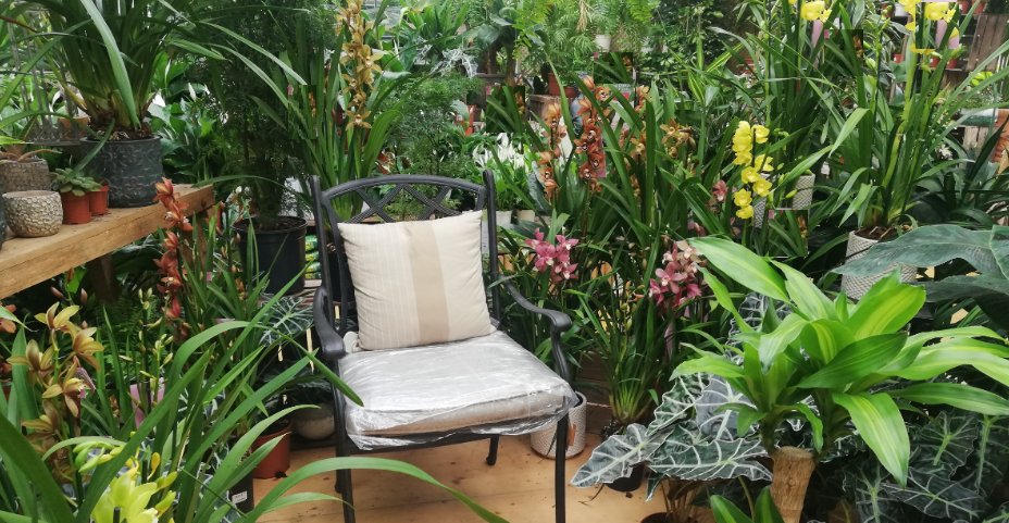Plantas y flores tweet media