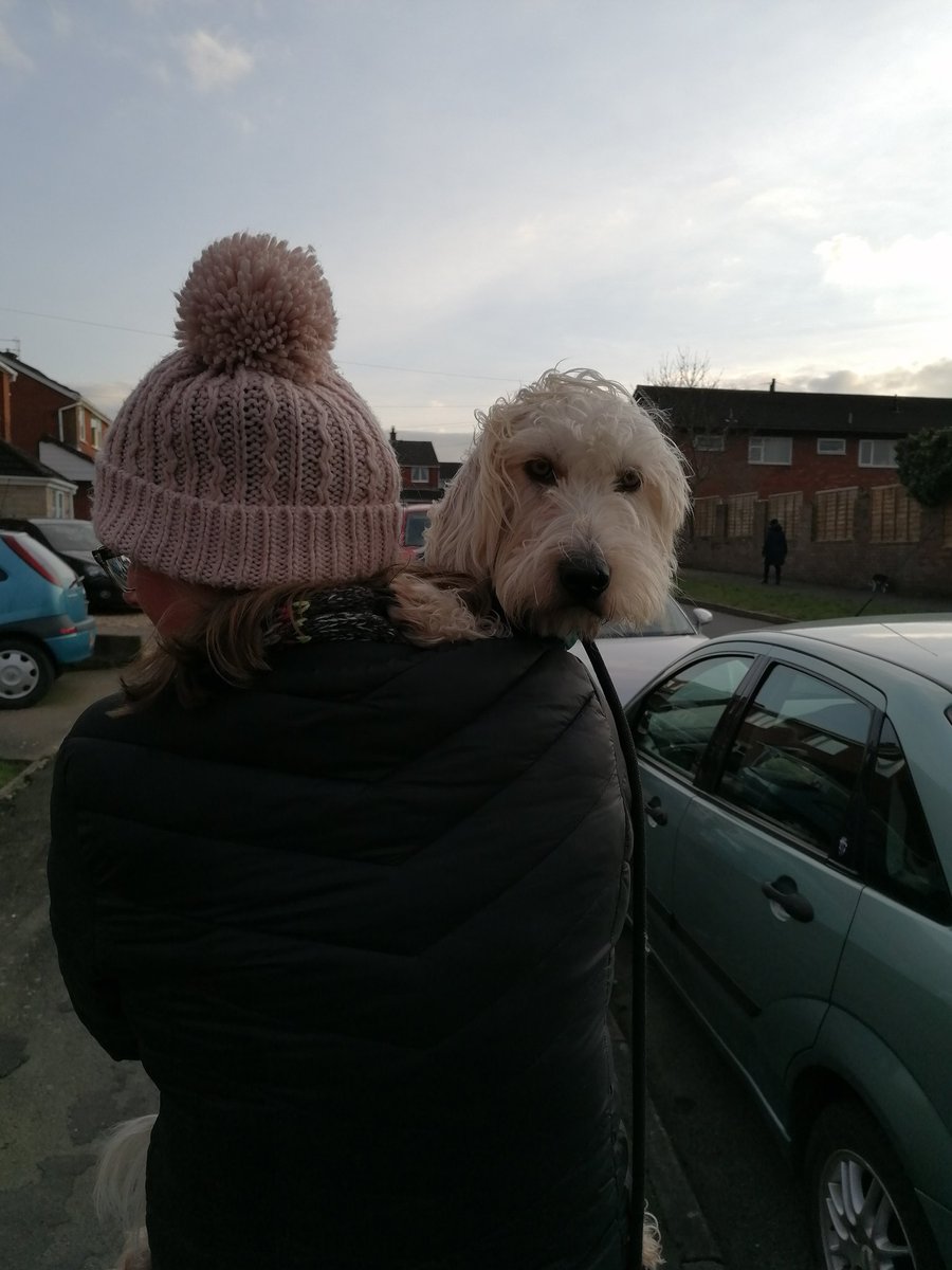 ArchieBall25's tweet image. I got a poorly foot n my hooooomans had to carry me ome from walkies