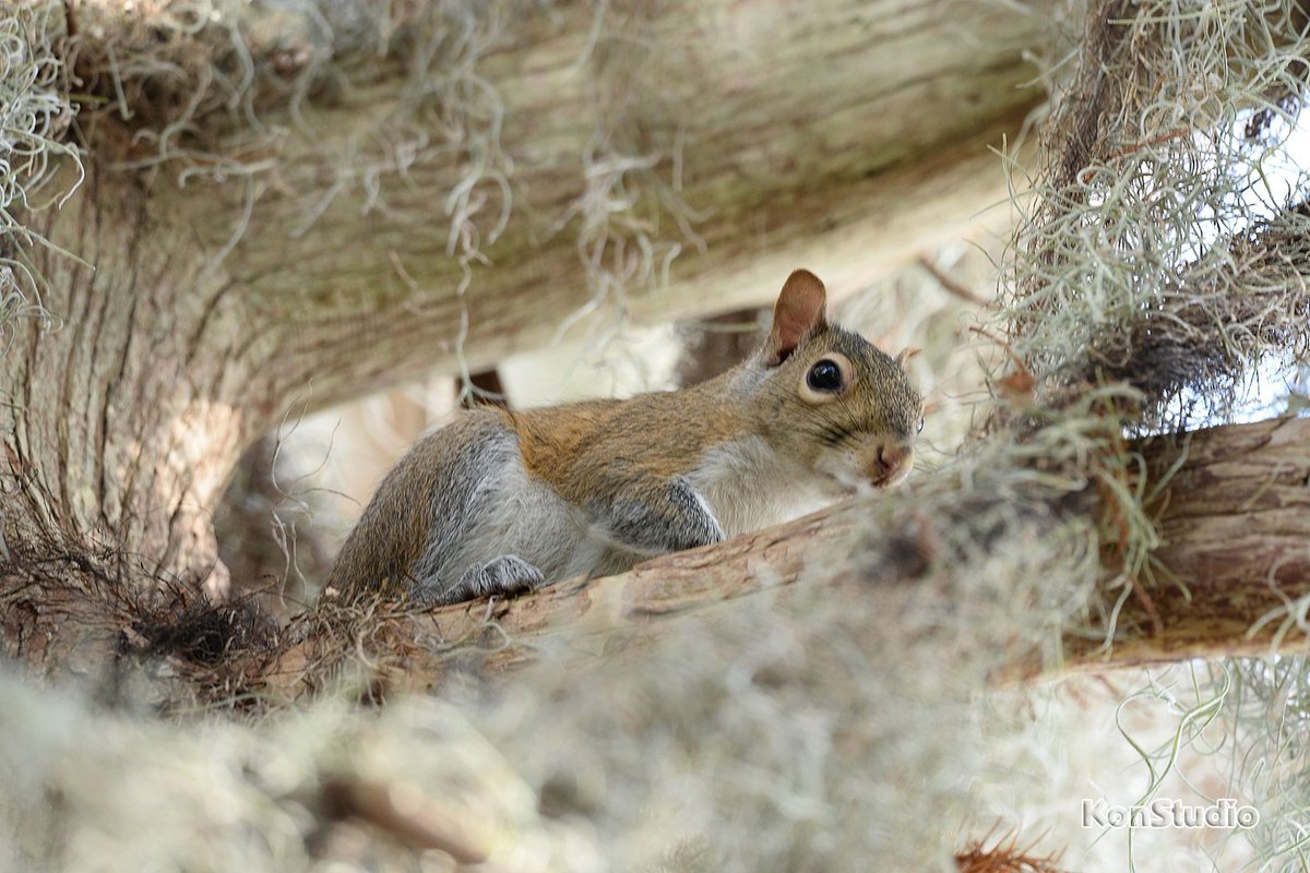 ImagineOurFL's tweet photo. This is a good example of squirrels blending in with their environment.  #squirrel #Florida #nature #NaturePhotography #wildlifephotography #wildlife https://t.co/UJGBdACFvF
