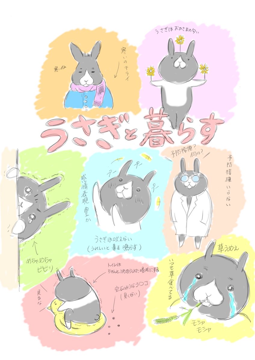 ウサムラ ハチ 一緒に暮らすと癒されることがいっぱいなのです うさぎ うさぎと暮らす はちわれ うさぎのよさ