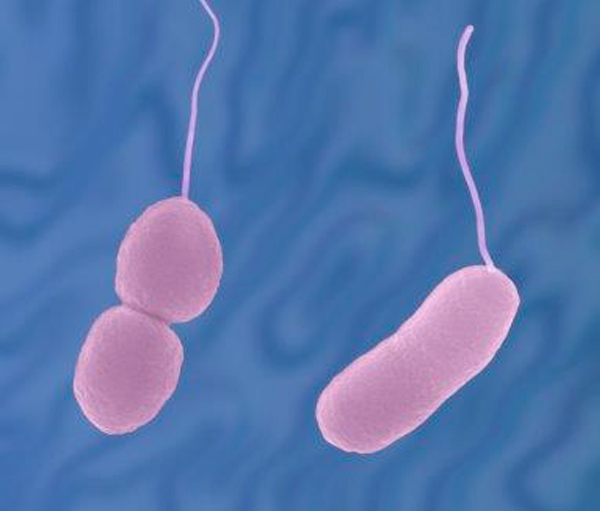 Biocel_Ltd's tweet image. U. Exeter scientists have discovered that Vibrio parahaemolyticus, that causes gastroenteritis in raw/undercooked shellfish, can go dormant and later "wake up",  having major implications since the dormant cells are not found using routing screenings tests.