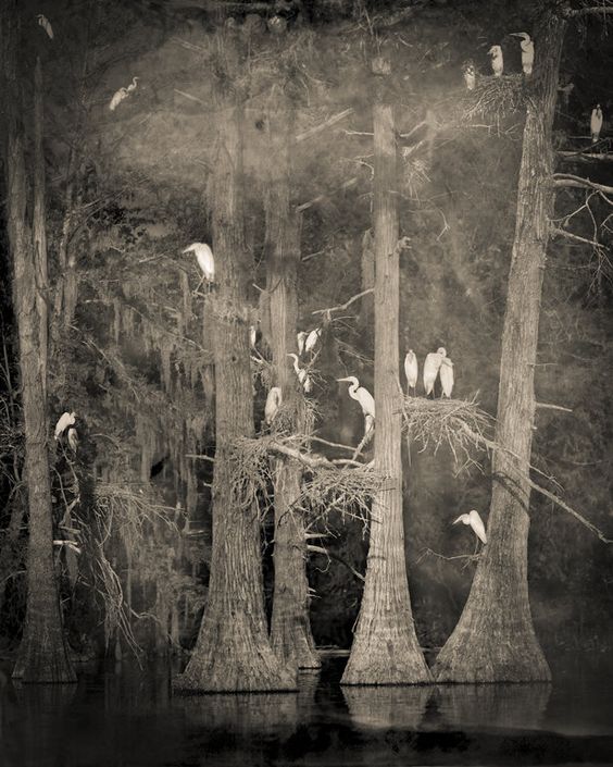 trixxx_vw's tweet photo. There is such silence when words are not needed, and this does not mean the end, but the beginning of understanding.
#JonathanCoe

Keith Carter https://t.co/Q4H9fAKZq8
