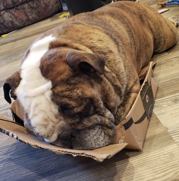 Ms.Livi (Wesley 4/99-9/22 Sleep sweet baby mine) tweet media