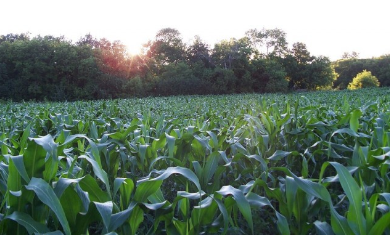 FarmZillaClass's tweet photo. Corn Seed- Open Pollinated. Open pollinated corn seed, lower cost alternative for grazing and silage.
#corn #cornseed #seed #mbag #plant2021 #mbfarming #farming #grazing #silage #pollinatedcornseed.
https://t.co/RSdYmWlvjv β https://t.co/GKbMUMEA11