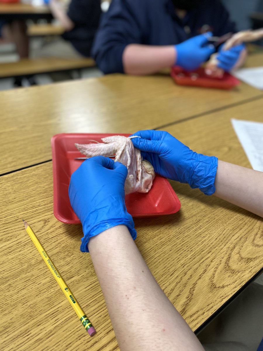 CowetaCharter's tweet photo. Lab day in middle school for 7th grade! They got to dissect a chicken wing today! #handsonlearning #scienceisfun #ccasstrong https://t.co/hmu4U9Qf9Q