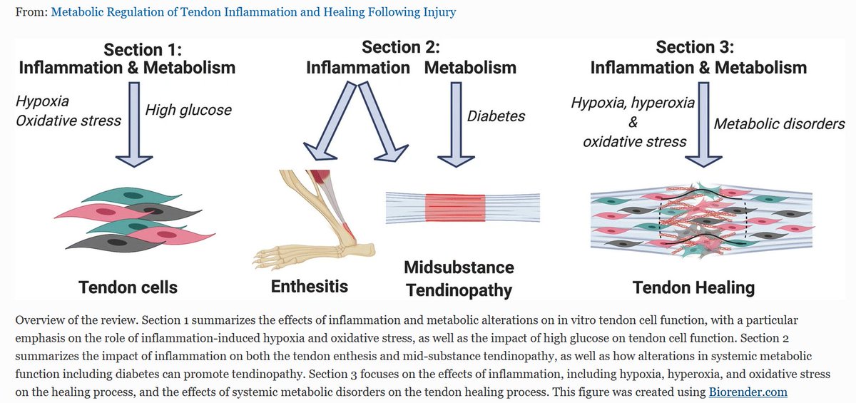 PhysioMeScience's tweet photo. Metabolic Regulation of Tendon Inflammation and Healing Following Injury

👀👀👇👇

https://t.co/0Hh8XZEE8g https://t.co/6UyjsQodQ5