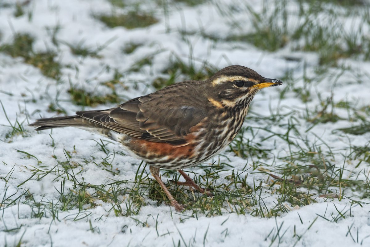 myeyemyview's tweet photo. From the Garden.
Redwing (Turdus iliacus) on the remains of the snow.

@Natures_Voice  @NatureUK @cumbriabirds  @BirdSpotUK @BirdWatchingMag @ThePhotoHour @WildlifeCumbria 
@oldgreyheron #birdphotography #naturelovers https://t.co/WEkkMwpYh3