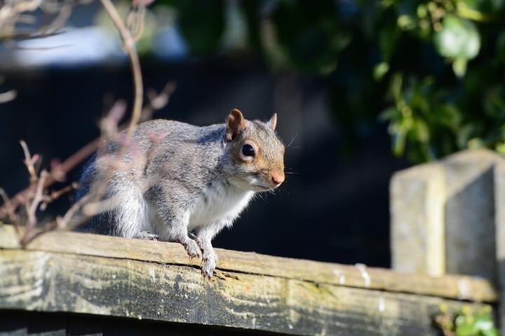 SharonBeevers1's tweet photo. Squirrel, male chaffinch and coal Tit in the garden yesterday https://t.co/Q4tLZVbqRv