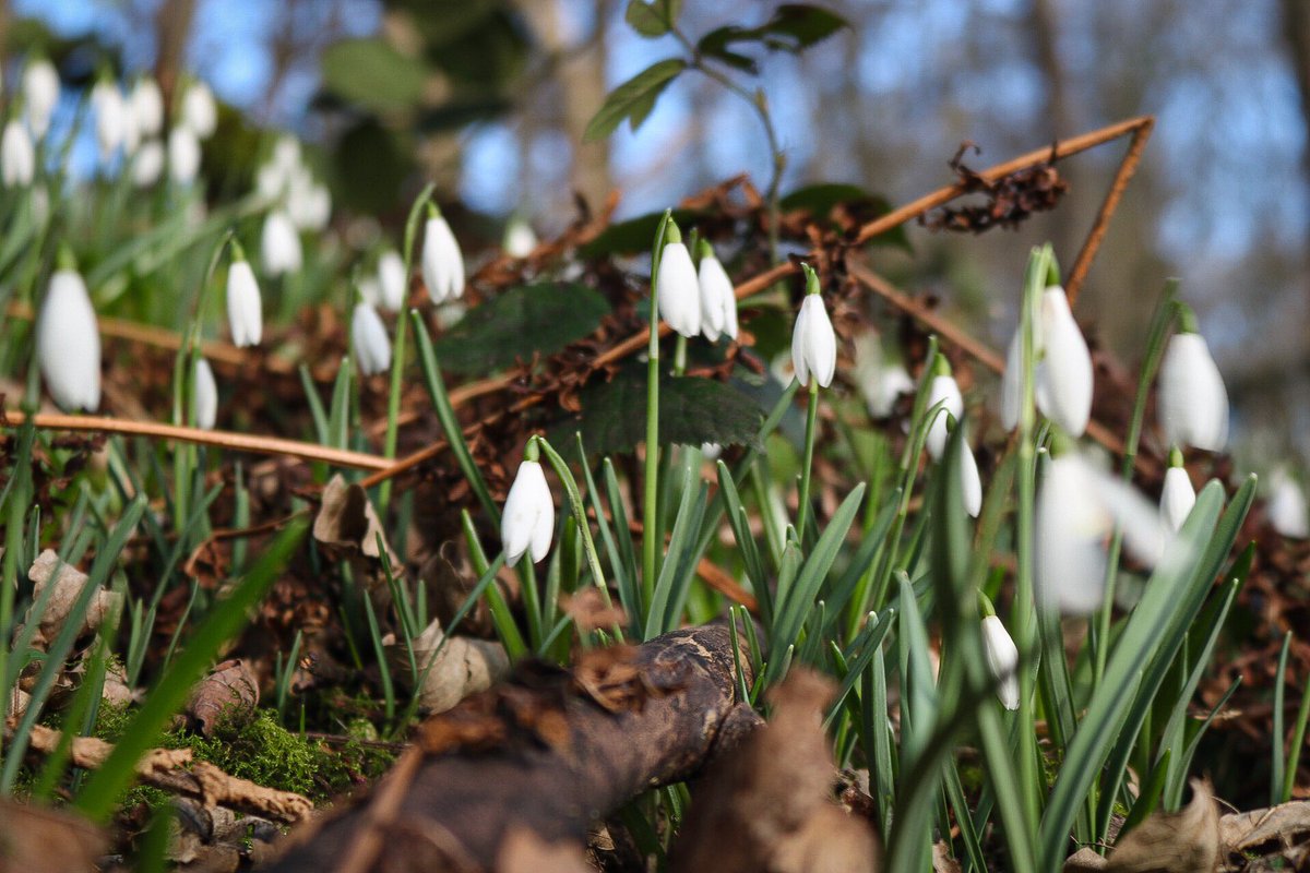 The snowdrops are coming out! #flowers #beautiful #NaturePhotography #nature #photography #spring