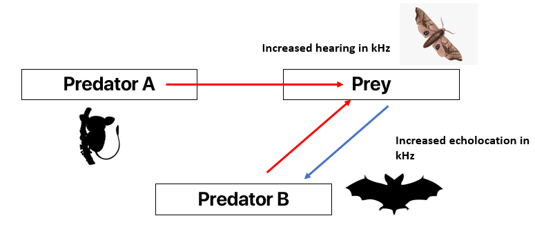 Consider a scenario in which the prey species evolves an anti-predator strategy in response to one, but not both predators. In this case, let's imagine the hearing sensitivity of moths increase in response to high-frequency bat echolocations.