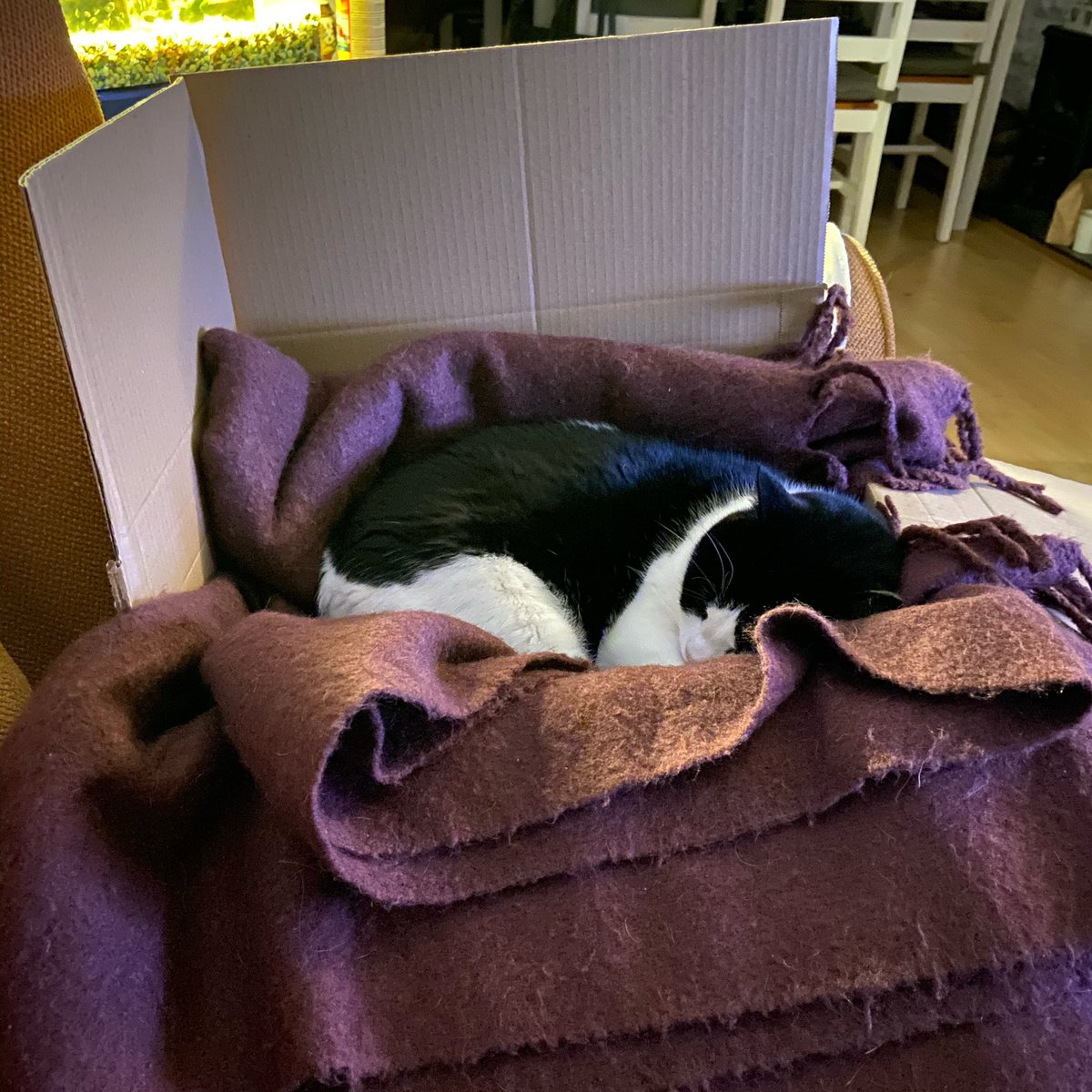 rachlou87's tweet photo. Who needs expensive bedding when a blanket and cardboard box are so much better? #CatsOfTwitter #StaySafe https://t.co/e3v9YGdzd8