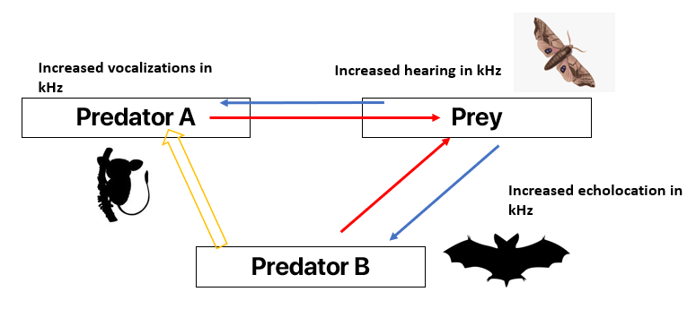 Although moth hearing has not evolved due to interactions with Predator A, a tarsier, increased hearing sensitivity nonetheless leaves the tarsier out of luck in terms of detection. Pred A has no choice but to adapt, being dragged along by Pred B and the Prey's sensory arms race.