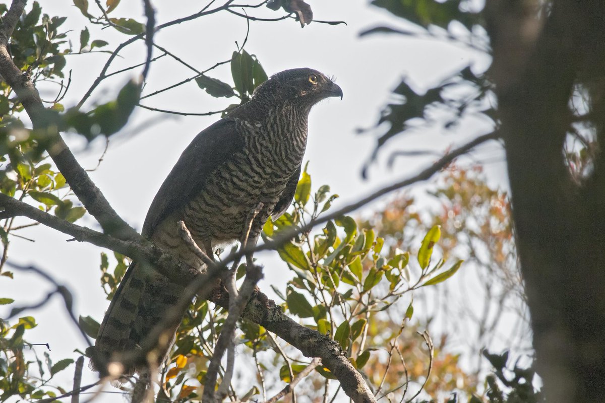WildONetwork's tweet photo. Listen to our episode about “easy places to see hard to see animals” with wildlife tour guide Ken Behrens #madagascarserpenteagle https://t.co/ekLnczxpnR