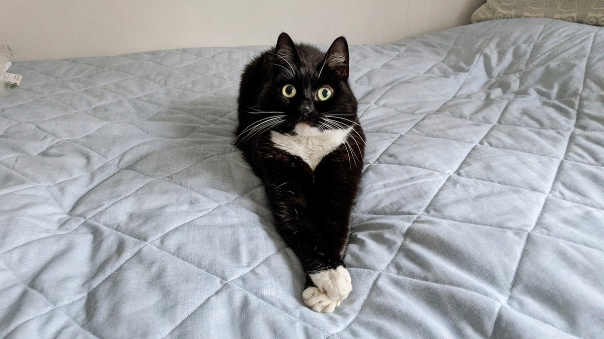 CuriousZelda's tweet photo. I bring my paws together
My heartbeat starts to quicken
I feel a tiny spasm 
I'm now a leg of chicken https://t.co/4ornx8RJlu