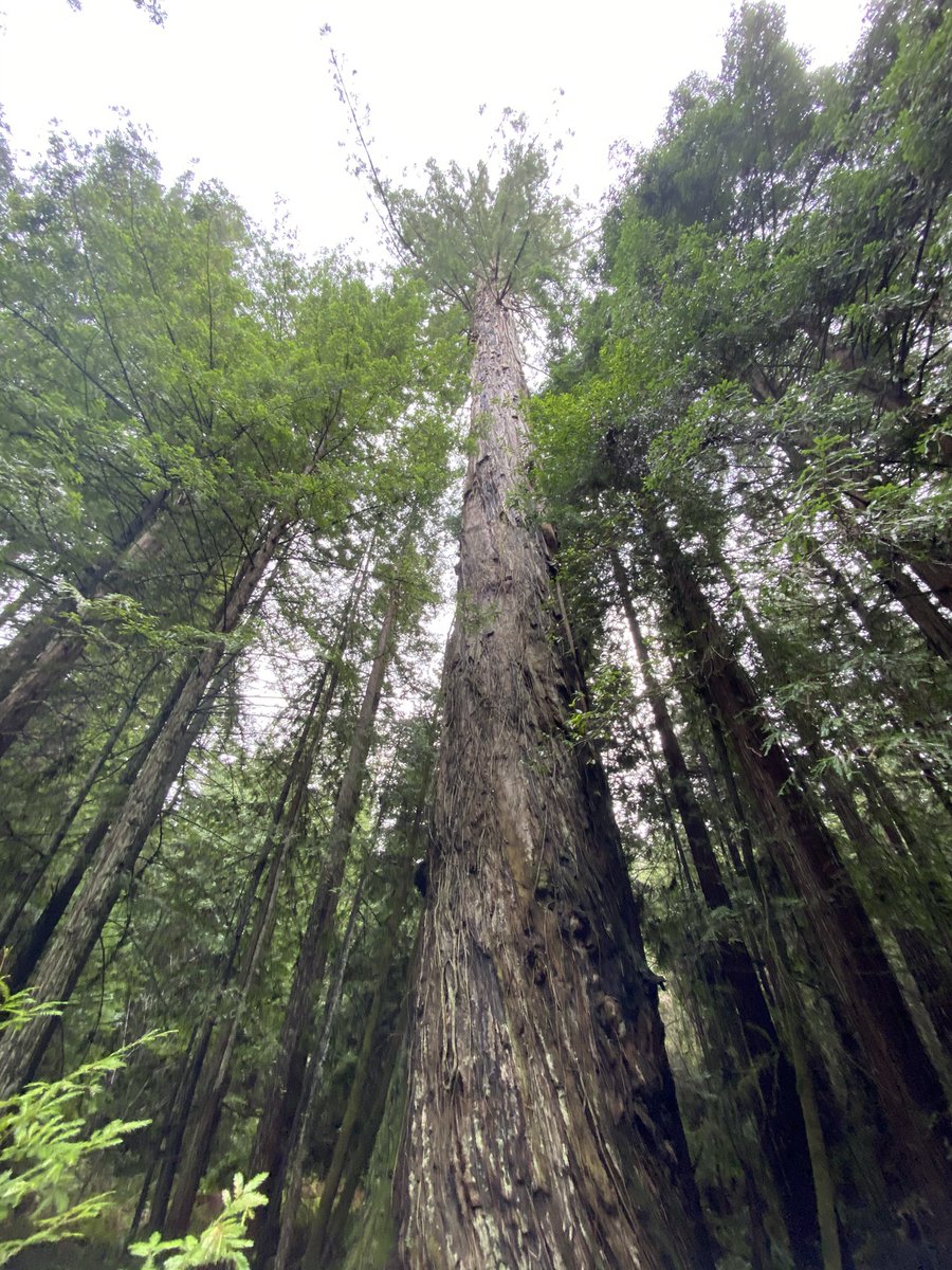 Cuando de la nada estas cerca de un árbol que puede tener 1000 años de estar en este planeta, se te olvida que todo😍! 

 #oldgrove #redwoodtrees #California