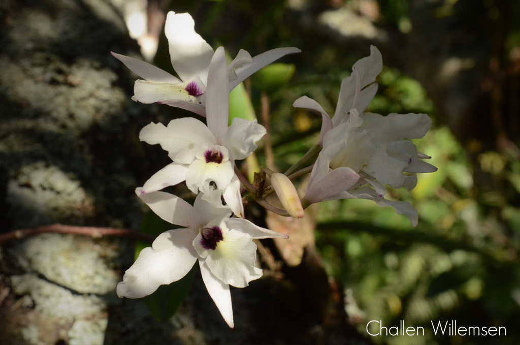 challenguate's tweet photo. Laelia rubescens, a Mexican &amp; Central American orchid that can form large specimens. It doesn't do too well in my garden (1600 m) because it's a lowland species, but it still produces a few flowers each year. #orchids #todayinmygarden #flowers #guatemala #laelia #nature #botany https://t.co/vNvnjQhP3K