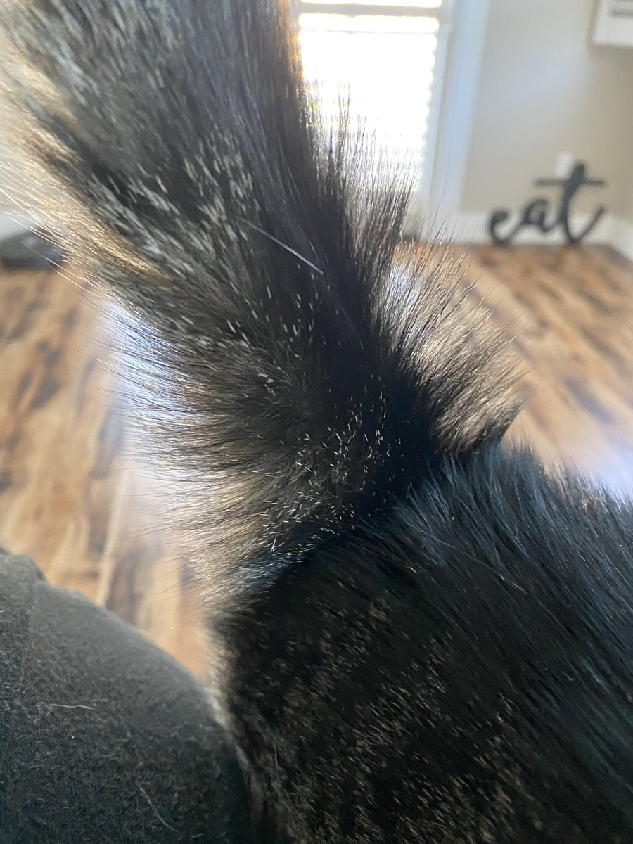 farrahgwin's tweet photo. When my kitty gets excited his tail puffs out at the base. Iโd be lying if I said I didnโt gas him up just to see the tail puff... #gasbreakdip #ghostridethewhip #e40 #furry #catsofcoffeypark #CatsOfTwitter #grownassblog #putyastunnashadeson #bayarea #yayarea #thizz #crazycatlady https://t.co/gwIN5KIetQ