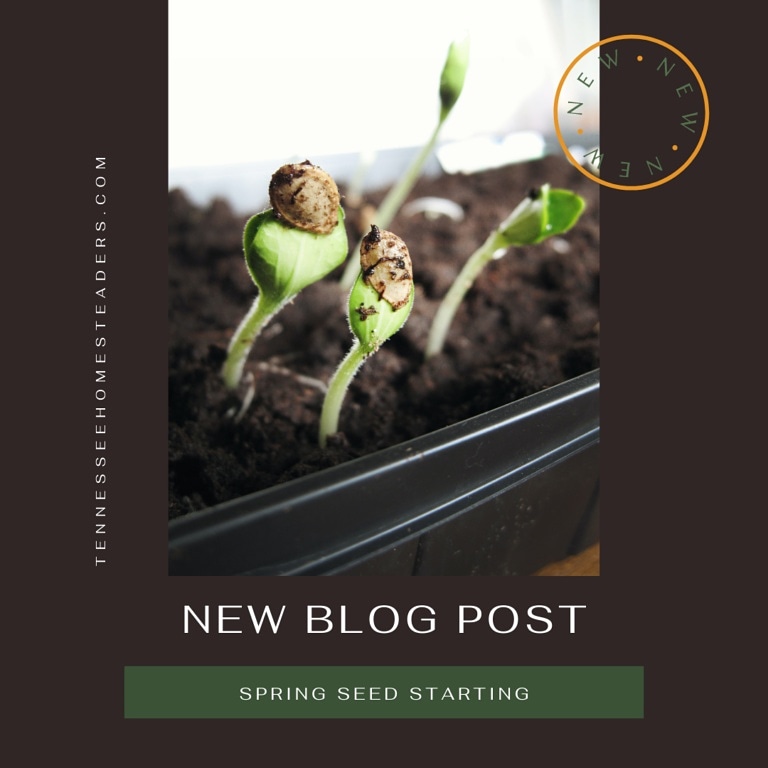 We're so excited about seed starting we just had to write about it. Site is still under construction but you can get some seed starting tips and see that we are currently actively seeking local homesteaders to interview for the site! Interested?
 tennesseehomesteaders.com/spring-seed-st…