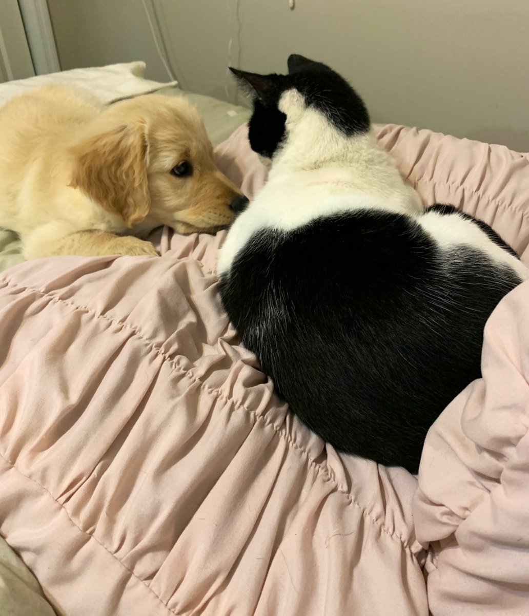 pLARAE's tweet photo. Harvey wants to be Alford’s friend so badly https://t.co/UOXyqtoXn4