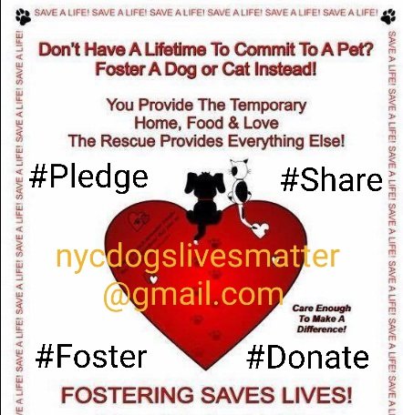NMBewitched's tweet photo. ๐Sora๐
NYCACC #92732
Look at that Face
Who can say NO?
Apparently too many๐ฑ๐ฑ๐ฑ
Somewhere is his Valentine๐
We just have NOT found them Yet
Social, Playful & Loving
Please #Share Far & Wide
#Foster this Great Dog
#Rescues Really?
Let's give the Perfect ๐ for๐
A ๐ก
Smile๐ https://t.co/lsIXbydba3