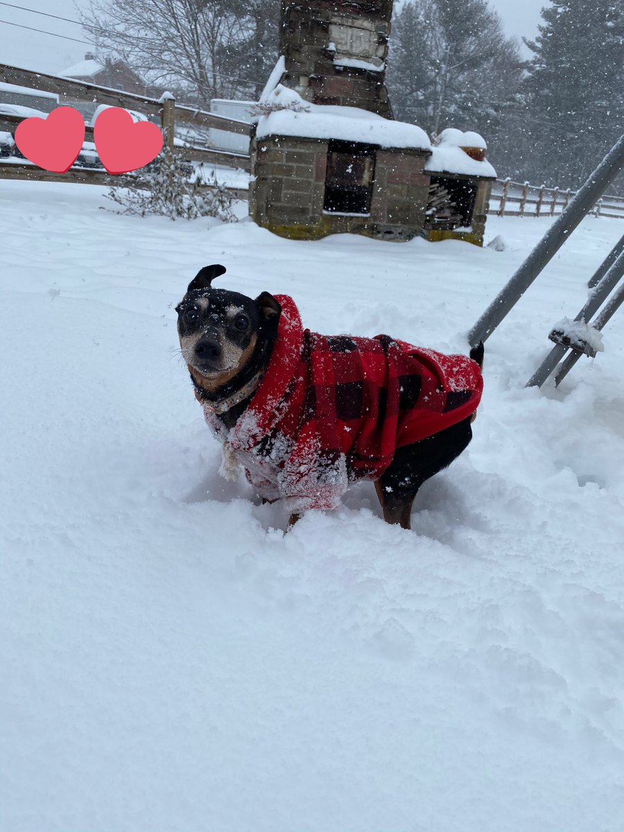 LucyFan4's tweet image. A few of our #SnowFun adventures from some of our latest #SnowStorms #BoxerMom #BoxerDogLife #BullyMomma #MinPin #ILoveMyDogs ❄️🐾🥰🐾❄️