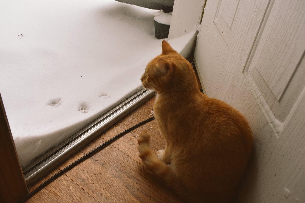AkaOrangejuice's tweet photo. As u can see OJ put 2 paws in the snow and then said NOPE! Haha
5inches so far...
#kgwweather #kgw #catsofwinter #oregonsnowstorm #winterday #pdx #CatsOfTwitter #nope #kgwpictures https://t.co/VdfAowDnyI