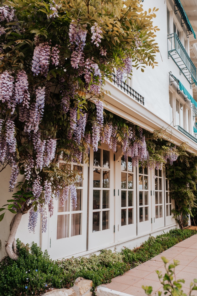 LaPlayaCA's tweet image. Hanging garden @LaPlayaCA | @sophoebelous

#hoteldesign #hoteldesigner #curatedesign #designlove  #architecturelove