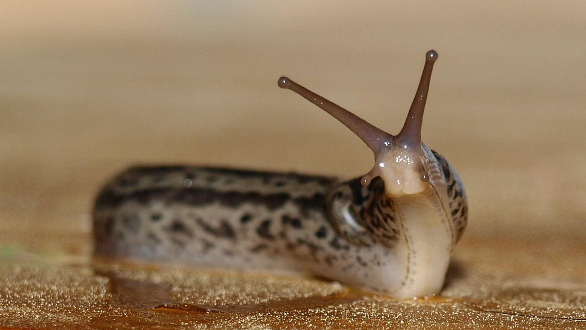 Did you know that a slug's superpower is its 4 noses? 👃 Each one can operate independently from each other for seeing, smelling, tasting and touching. 😮 #FunFactFriday
-
-
#unboxals #superpowers #slug