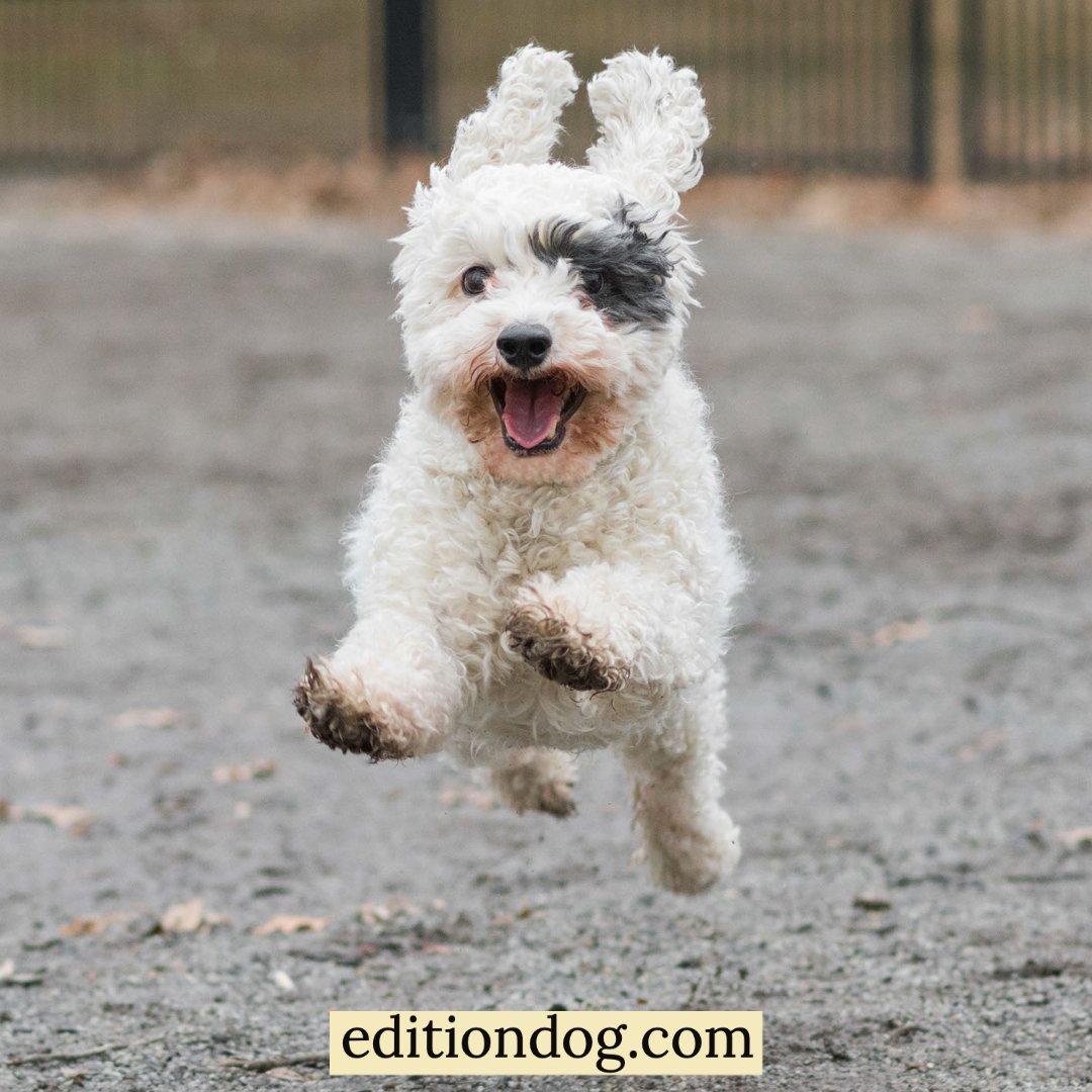 Did someone say Friday?! Have a lovely weekend everyone

#FurryFriday #EditionDog #DogsOnTwitter

editiondog.com