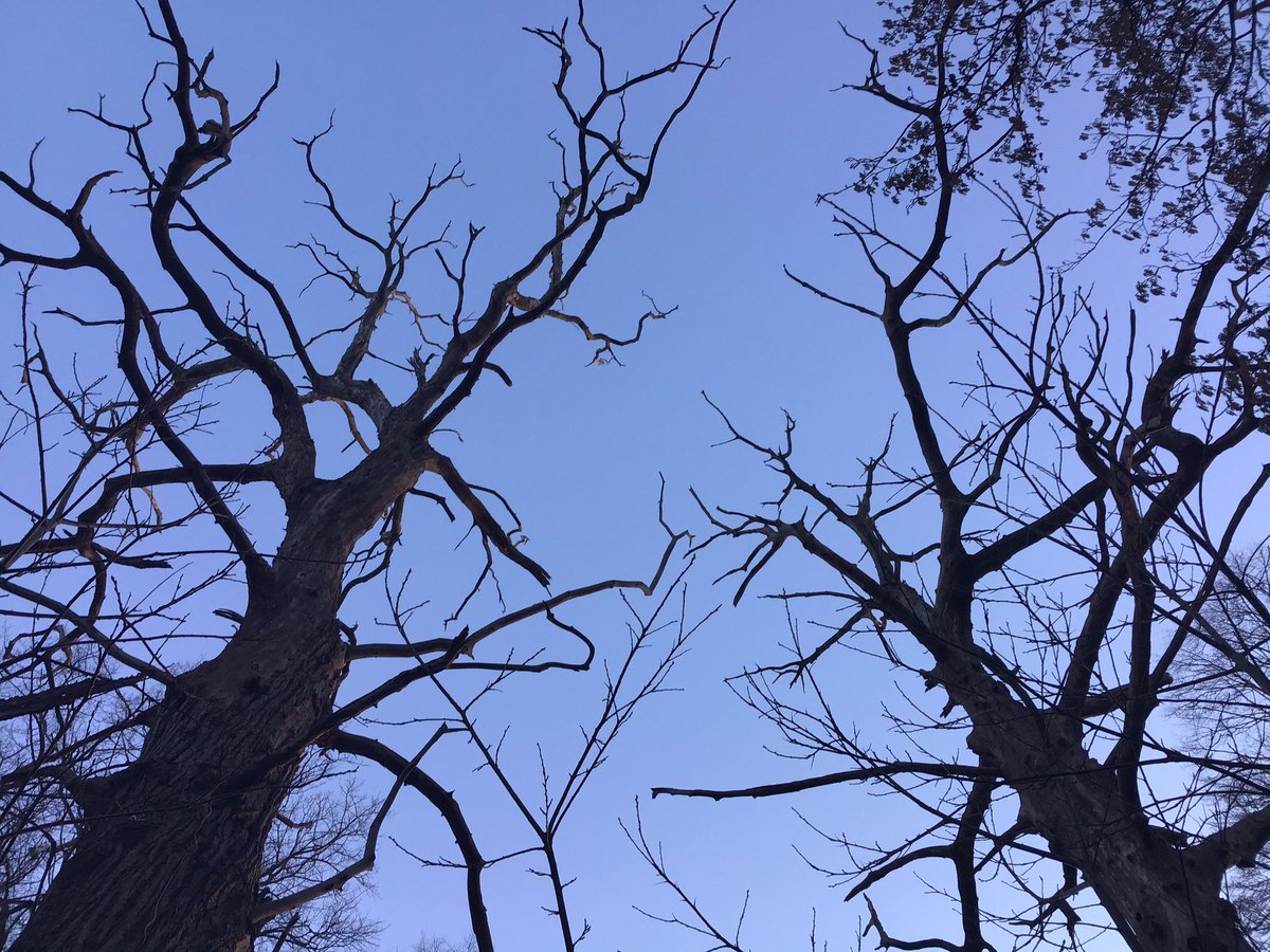nspugh's tweet photo. Above Blackweir Bridge #Cardiff are several Sweet Chestnut trees dispersed in a row, at different stages of being. They grow up to 700 yrs of age with girths reaching 2m.
The 1st one is more like 4m girthπ? @CoedCadw #TreesCloseToMe
@WoodlandTrust https://t.co/66QNo27CmR https://t.co/xKoyDU9KT7