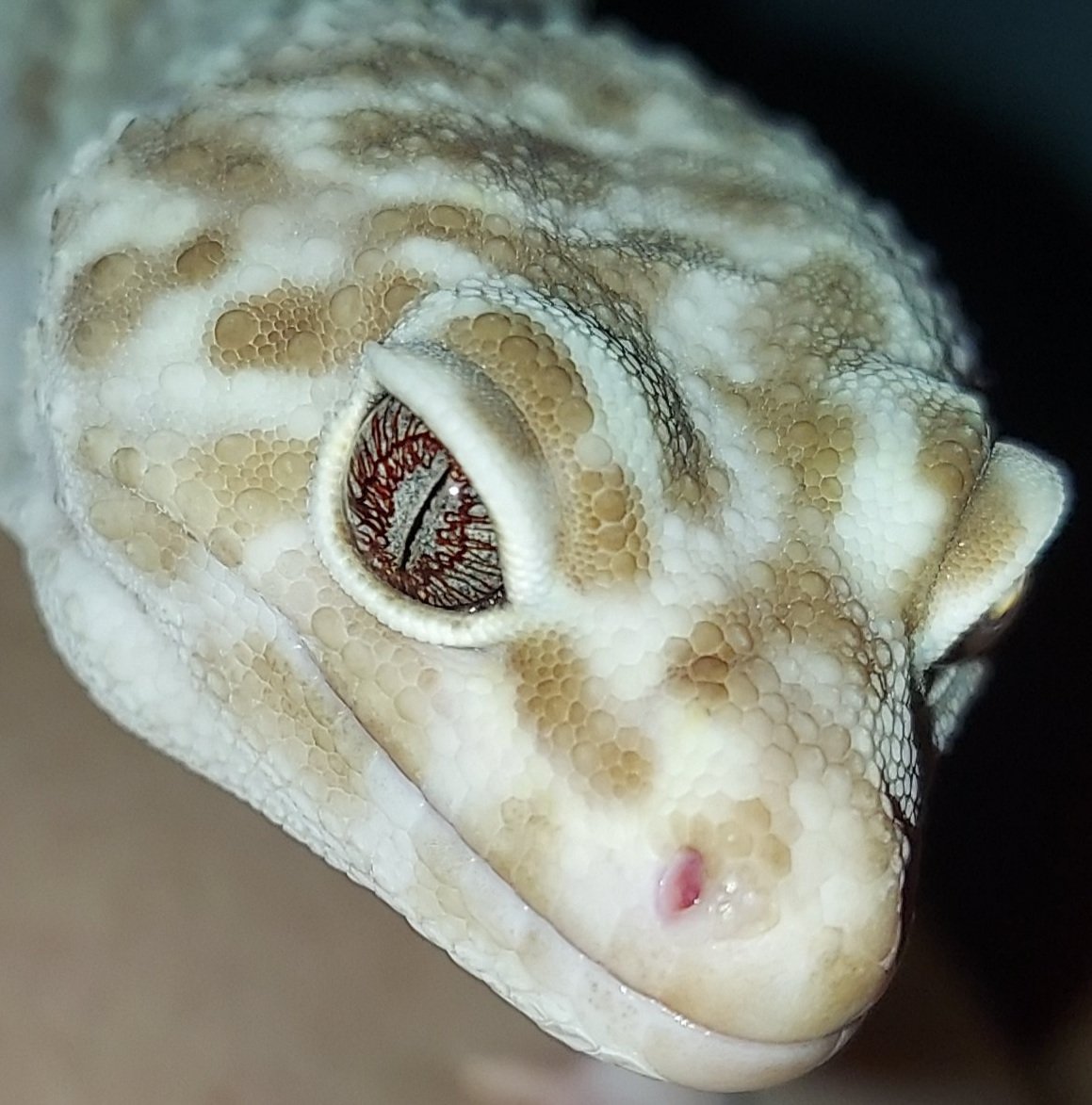 Beautiful close up of my leopard gecko Justus! 

#leopardgecko
#beautiful #animals #pets #eyes #gecko #closeup #reptile #scales