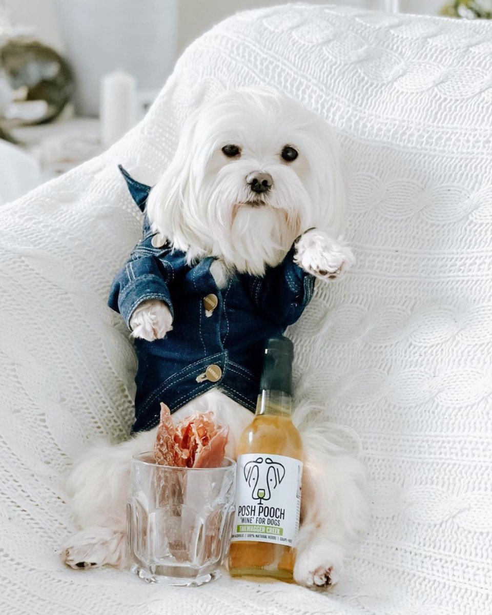 Woofandbrew's tweet photo. "So I said to him, 'if you laugh at my denim jacket one more time...'" Posh Pooch is available at https://t.co/wAxXtEdI1x 🐾 📷: @marvin_margarita #WoofandBrew https://t.co/FbpULh5o86