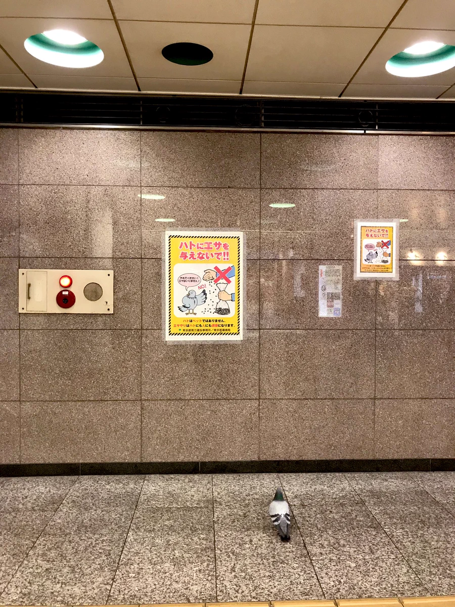 後ろ姿から哀愁が漂っている？とある張り紙をじっと見つめるハト!