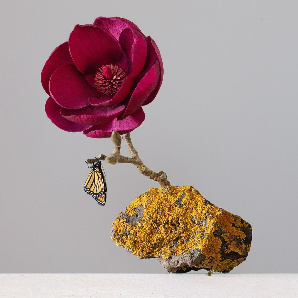 EmmaBassPhotos's tweet photo. A work from my new collection Terra Firma, debuting at my solo exhibition LOVE @boyddunlopgallery ... opening appropriately on Valentine’s Day 
❤️
the solidity of rocks and crystals meets the impermanence of insect and plant life.  Fragility vs solidity https://t.co/Xs9mJW5JEV https://t.co/vjSIipcI3k