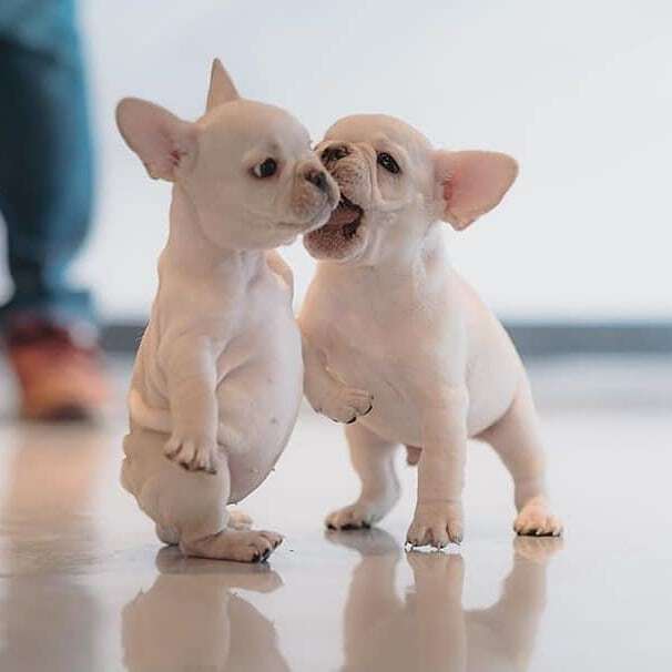 LocalPetService's tweet image. Aww Adorable 💞💕
.
Follow @LocalPetService for more pets and animals related content
.
Like
.
Comment
.
Retweet
.
Follow @LocalPetService
.
Follow @LocalPetService 
.
#Bulldog #puppylove #dogsofinstagram #dog #pet #bulldoglovers #BulldogCountry