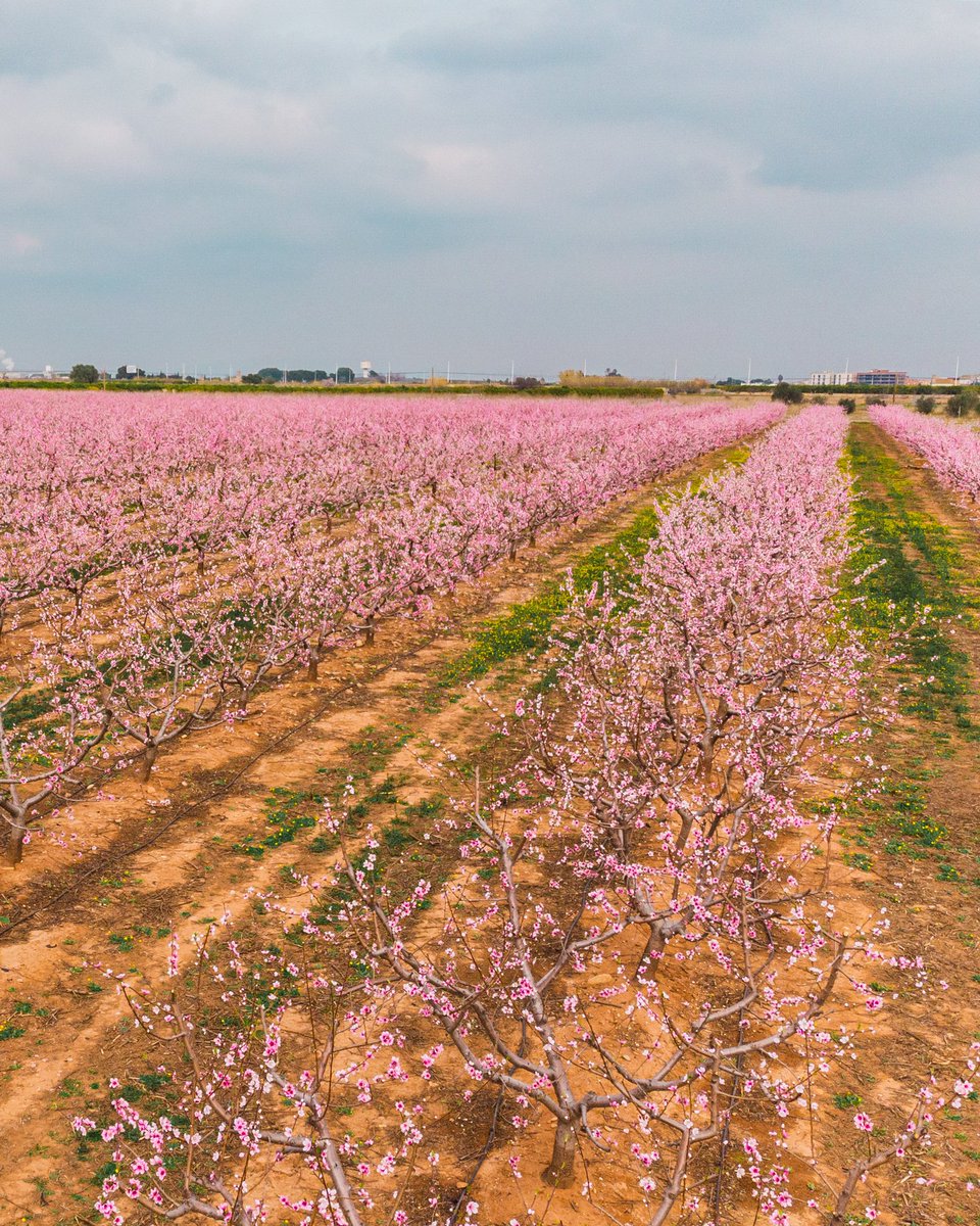 pasku_foto's tweet photo. 🌸 Los almendros en flor 🌸 nos dan una gran explosión de color🌸 #almendrosenflor #springbolssom  #turismocastellon #recorriendocastellon https://t.co/gwwNDyte4F