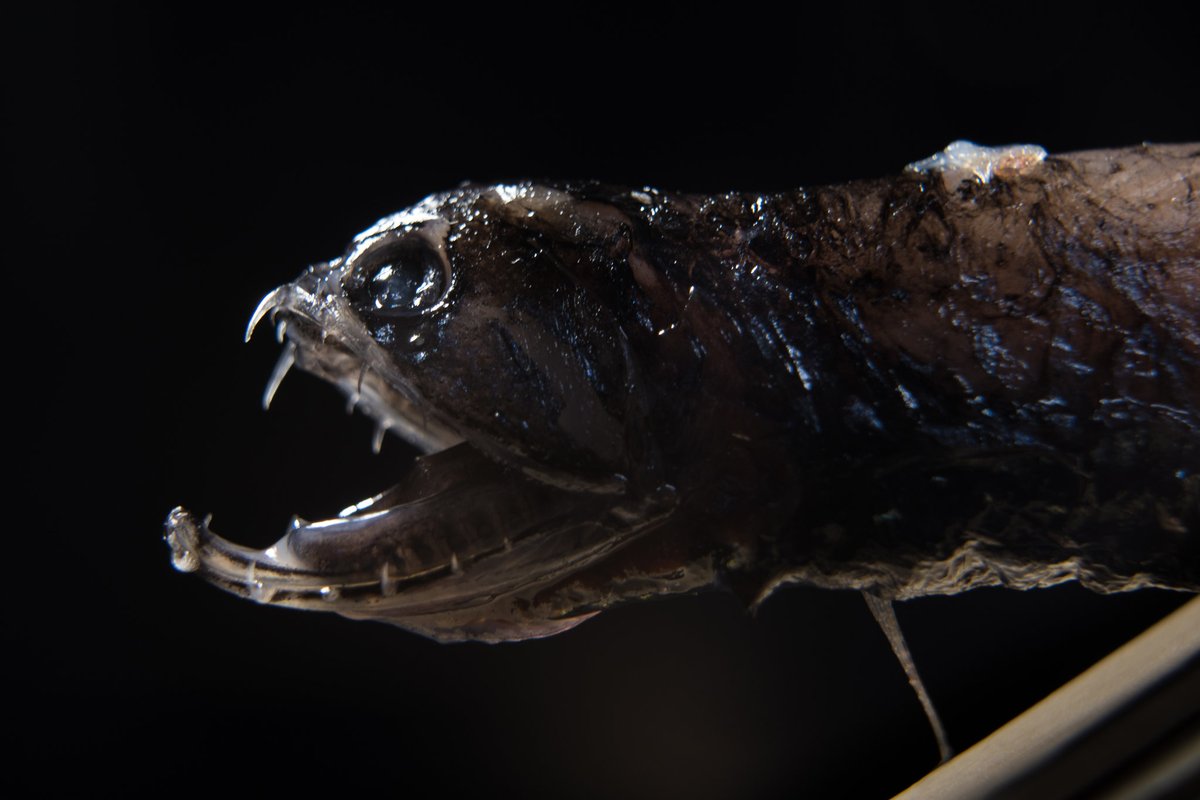 BrianJohnYule1's tweet photo. Crouching Tigerfish, Hidden Dragonfish
#AddFishToAMovie https://t.co/EIHGOfDqCF