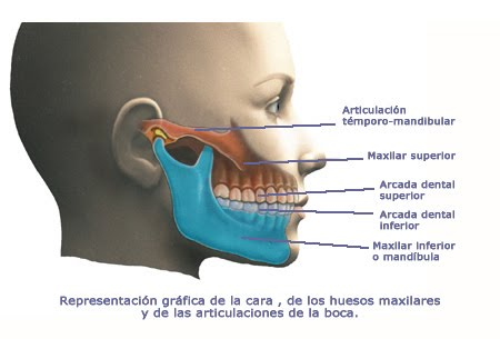 maxilar y mandíbula