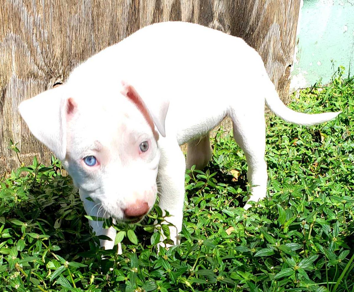 HumanePinellas's tweet photo. SNEAK PEEK ALERT! This sweet puppy is deaf but that doesnβt stop him from having fun! He loves playing, cuddling & long nap. Meet him at our Subaru Adoption Event, Sat, Feb. 13th, 11am-3pm. 27365 US Highway 19 N, Clearwater, FL 33761. #adoptdontshop #fitzway #fitzmall https://t.co/2t3YlUMMN1