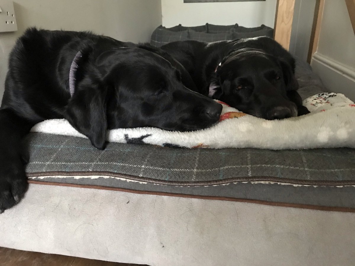 KingsgateDogDog's tweet photo. Looking forward to a restful weekend; been a busy week. https://t.co/ZdwTLLh8y3