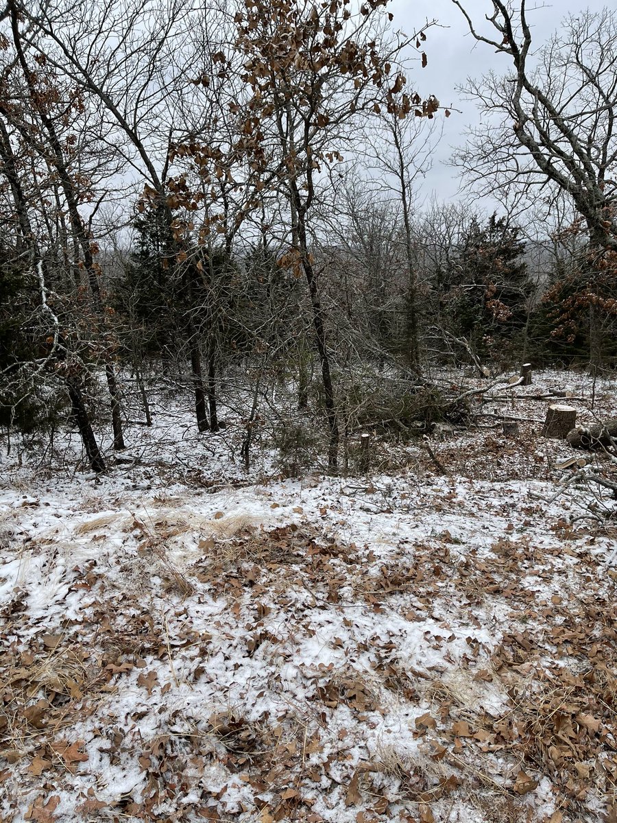 If you’ve got a wooded lot or extra trees, consider donating your lumber to those who need firewood right now. It can really be the difference between life and death for folks in this weather.