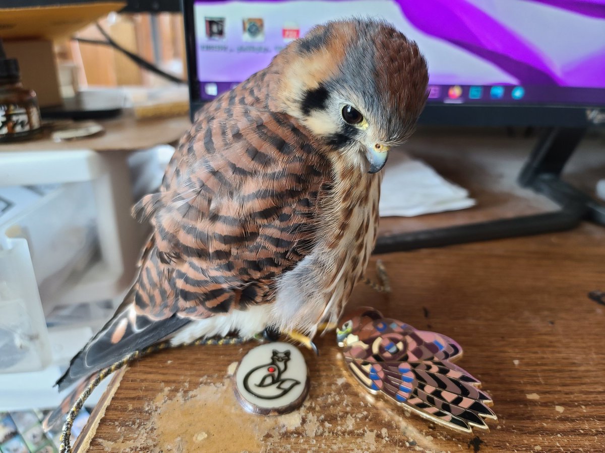 Red-tailed hawk pins are back in stock! (If I can get them away from Stormfly, that is...)

#stormflysparrowsbane #americankestrel